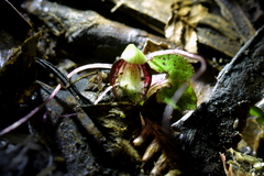 Corybas sanctigeorgianus