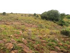 Habenaria kraenzliniana