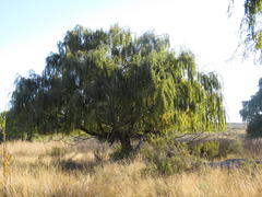 Salix babylonica babylonica