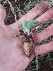 Habenaria kraenzliniana