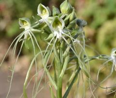 Habenaria kraenzliniana