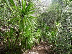 Cordyline obtecta