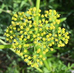 Polytaenia