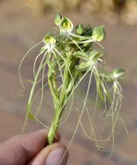 Habenaria kraenzliniana