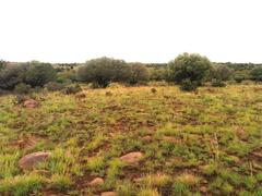 Habenaria kraenzliniana