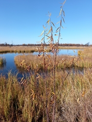 Salix schwerinii