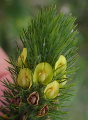 Aspalathus alopecurus