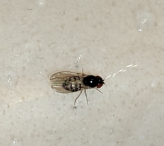 Mycodrosophila dimidiata