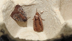 Eueretagrotis attentus