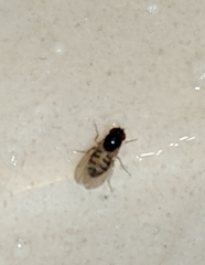 Mycodrosophila dimidiata