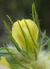 Aspalathus alopecurus