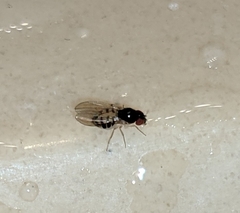 Mycodrosophila dimidiata