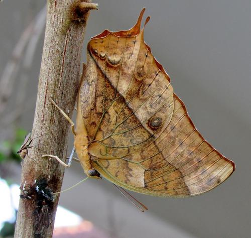 White Pearl Emperor
