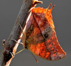 Charaxes varanes varanes