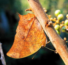 Charaxes varanes varanes