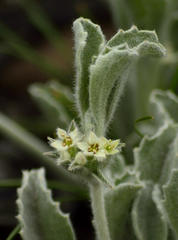 Centella tridentata hermanniifolia