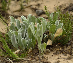 Centella tridentata hermanniifolia