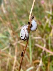 Xerolenta obvia