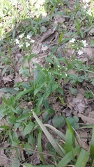 Cardamine bulbosa