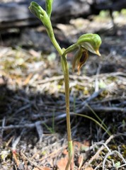 Pterostylis pusilla