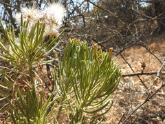 Senecio barbertonicus