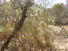 Senecio barbertonicus