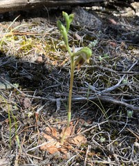 Pterostylis pusilla
