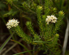 Agathosma hirta