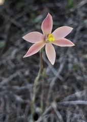 Thelymitra luteocilium
