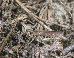 Chorthippus maritimus