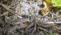 Chorthippus maritimus