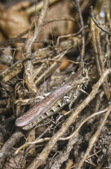 Chorthippus maritimus