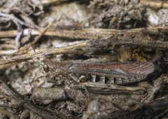 Chorthippus maritimus