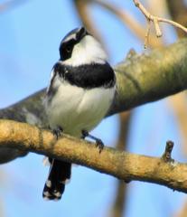 Batis molitor molitor