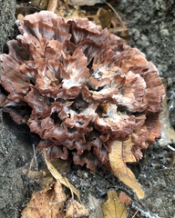 Podoscypha multizonata