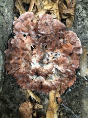 Podoscypha multizonata