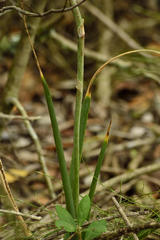 Aloe micracantha