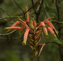 Aloe micracantha