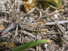 Chorthippus maritimus