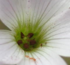 Thecaphora capensis