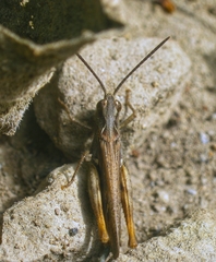 Chorthippus maritimus