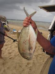 Caranx papuensis