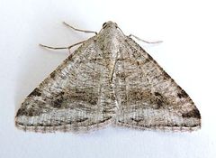 Digrammia pictipennata
