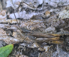 Chorthippus maritimus