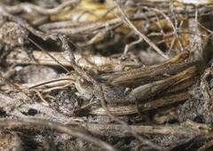 Chorthippus maritimus