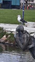 Larus fuscus