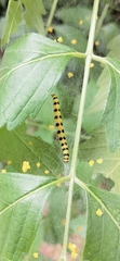 Lepidoptera