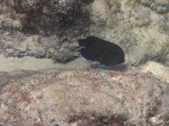 Centropyge multispinis