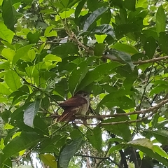 Cacomantis sonneratii