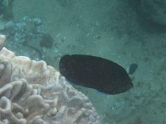 Centropyge multispinis